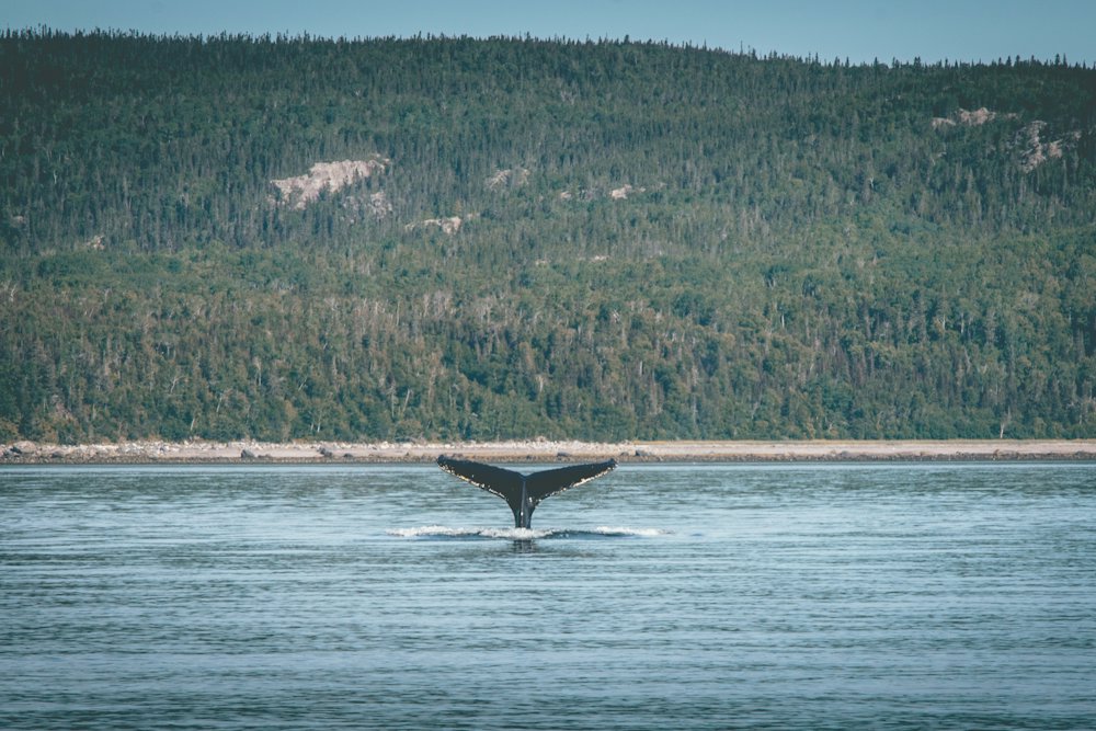 Tadoussac Whale Watching Day Trip from Québec City – Québec City, Quebec